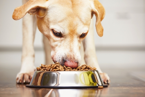 alimentos para perros