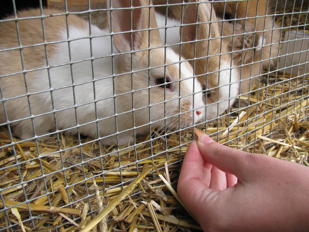 Resultado de imagen para conejos en jaulas