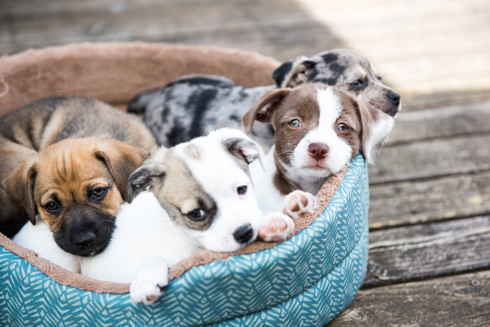 ¿Cuál comida Royal Canin escoger para cachorros de dos meses de edad