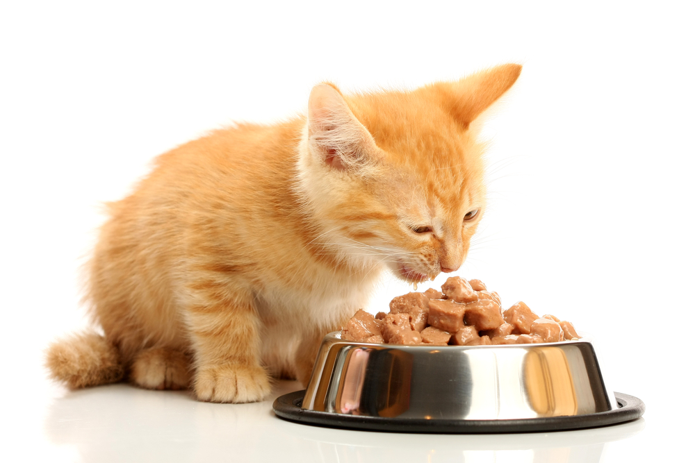 ¿Qué tipo de comida para gatos recomiendan los veterinarios?