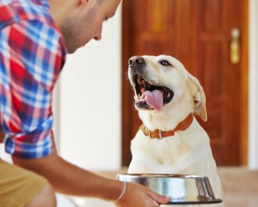 Dosis de comida húmeda para perros