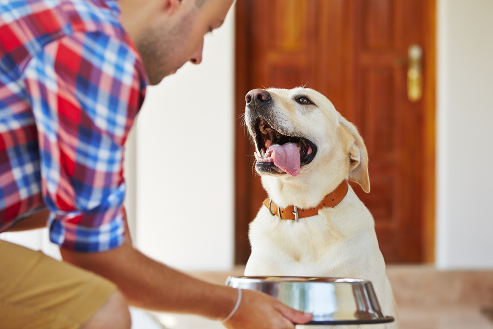 Dosis de comida húmeda para perros