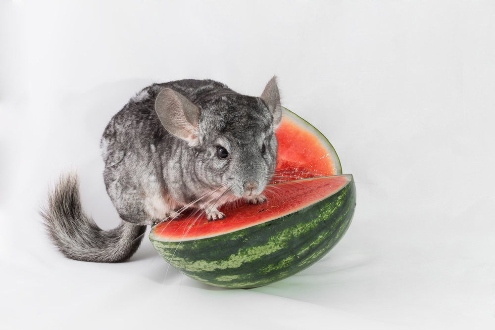 Chinchilla